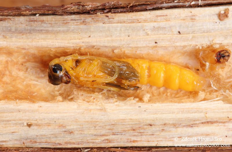 kozlíček lískový, Oberea linearis, Cerambycidae, Phytoeciini (Brouci, Coleoptera)